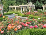The Rose Garden