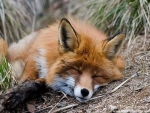 Sleeping fox
