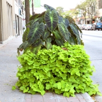 New Style Planter Downtown Brampton Ontario Canada #2