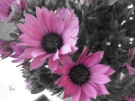 Pink Flowers!