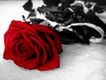 Red Rose!