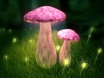 Pink mushrooms