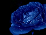blue rose