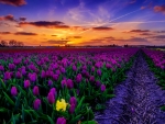 Tulips field at sunset