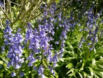 Bluebells ...