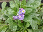 Forget me nots