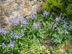 Bluebells