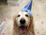 Birthday Dog