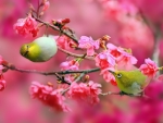 Birds and cherry blossoms