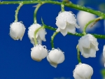 Lily of the valley