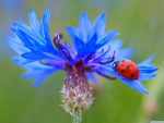 Lady bug in flower