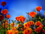 Lovely Poppies