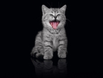 Kitten Laughing
