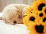 Puppy and Sunflower