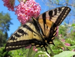 Butterfly on the Pink Flowers