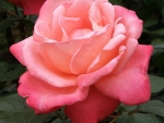 Hybrid Tea Rose
