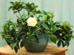 Top Fragrant Houseplants