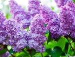Lilacs