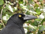Currawong