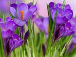 Crocuses