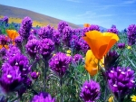 Field of purple flowers and yellow poppies