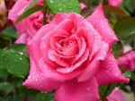 Beautiful pink rose