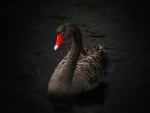 Black Swan
