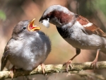 Caring Dad feed his chick