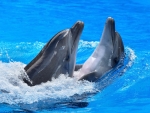 Awesome Dolphins