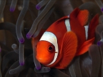 Cute Red Fish