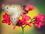 Cute Butterfly in flowers