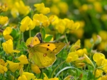 Clouded Yellow Butterfly