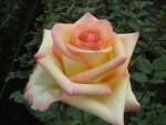 Hybrid Tea Rose