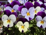 PANSIES!