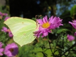 Butterfly on Purple Flower