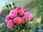 Pink Roses and Buds