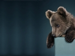 Bear cub