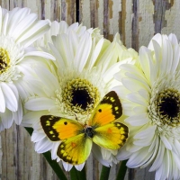 âœ¿âŠ±â€¢â•® White & Yellowâ•­â€¢âŠ°âœ¿