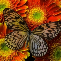 âœ¿âŠ±â€¢â•®Summer Brightâ•­â€¢âŠ°âœ¿