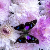 âœ¿âŠ±â€¢â•®Sweet Mumsâ•­â€¢âŠ°âœ¿