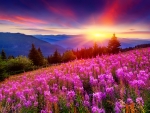 Mountain wildflowers at sunset