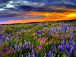 LUPINE MEADOW