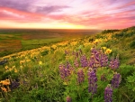 LUPINE FLOWERS