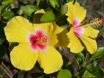 Hibiscus Yellow and pink centre