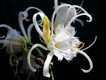 Interesting white Lily