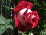 Lovely Rose