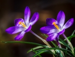 Crocuses