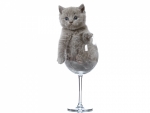 One glass of kitten