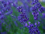 Beautiful Lavender!