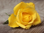 Yellow rose